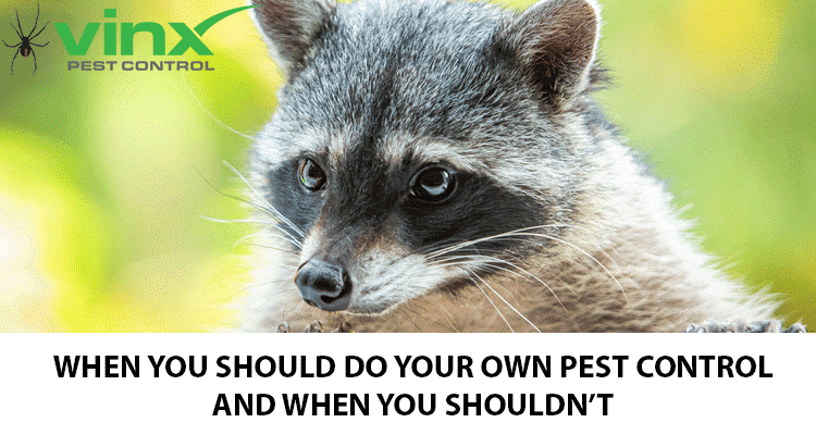 When You Should Do Your Own Pest Control (And When You Shouldn’t)