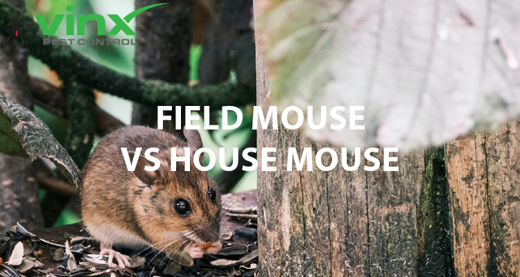 Field Mouse vs. House Mouse