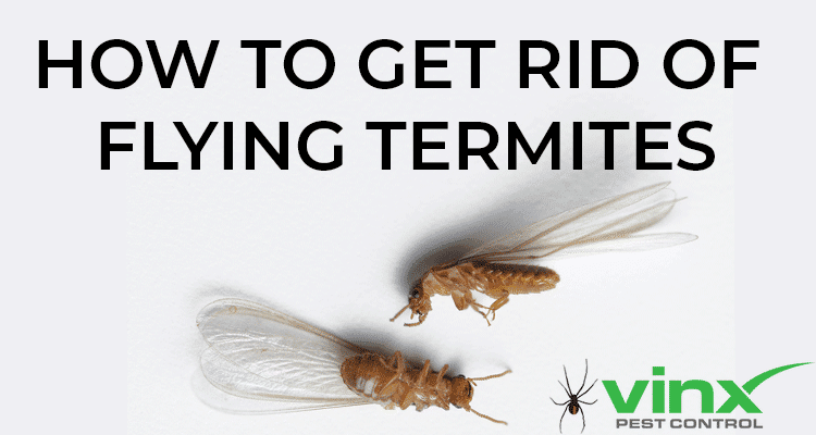 How To Get Rid of Flying Termites