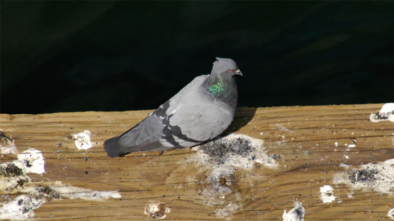 Top 5 Best Ways to Get Rid Of Pigeons Without Hurting Them