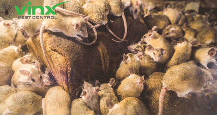 How To Get Rid Of Mice In The Attic, Car, and More: The Ultimate Guide