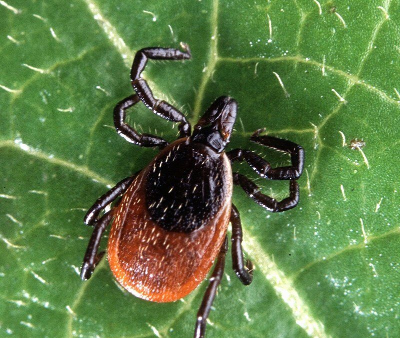 Types Of Ticks in South Carolina and Dallas
