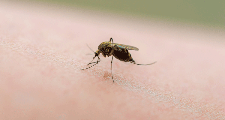 How to Get Rid of Mosquitoes: The Ultimate Guide