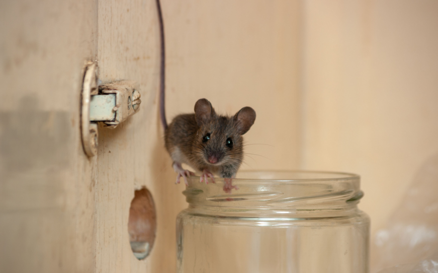 Are Mice a Common Problem in Dallas, TX?