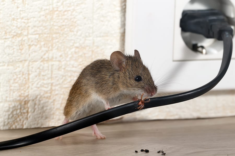 How To Clean Up Home After A Rodent Infestation