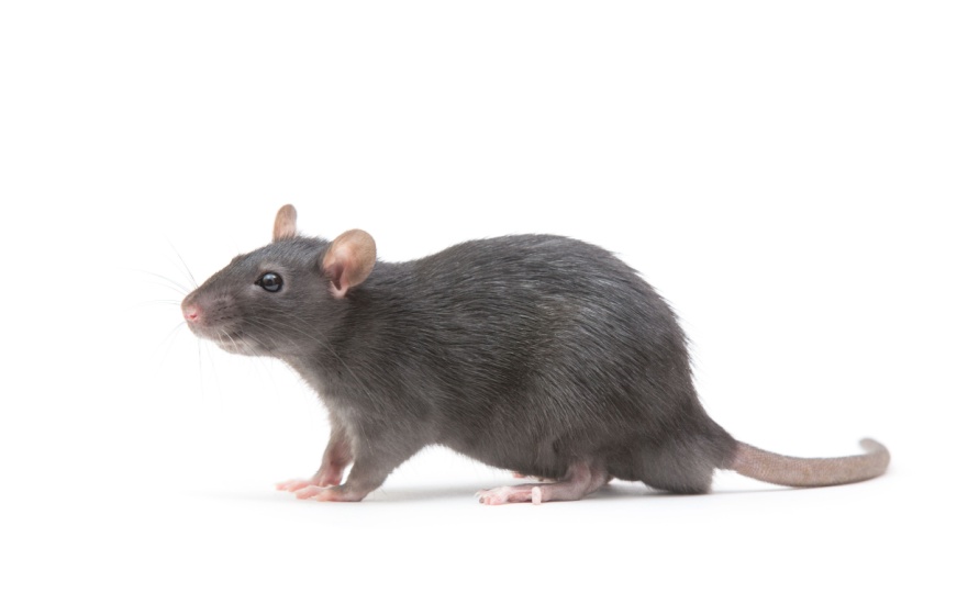 Finding the Best Rodent Exterminators in Dallas, TX