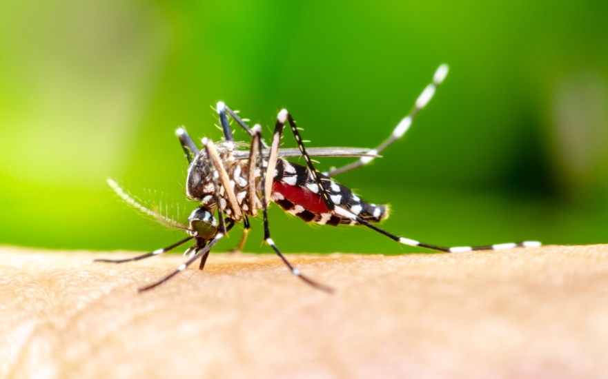 Protect Your Dallas, TX Property from Mosquitoes