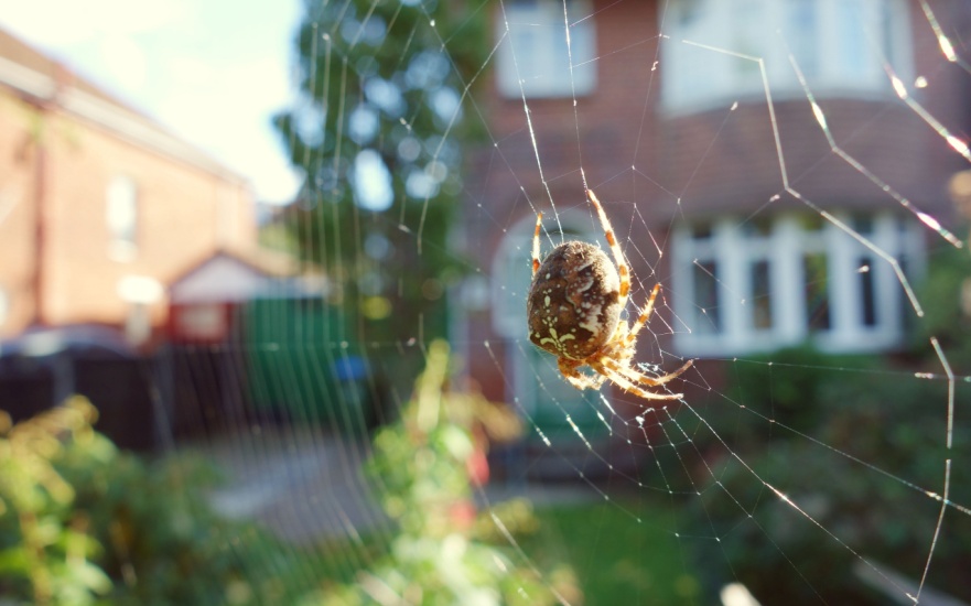 Eliminate Spiders from Your Dallas Home
