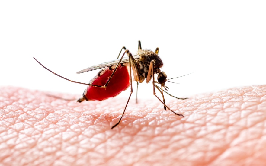 Do Mosquitoes Spread Disease?