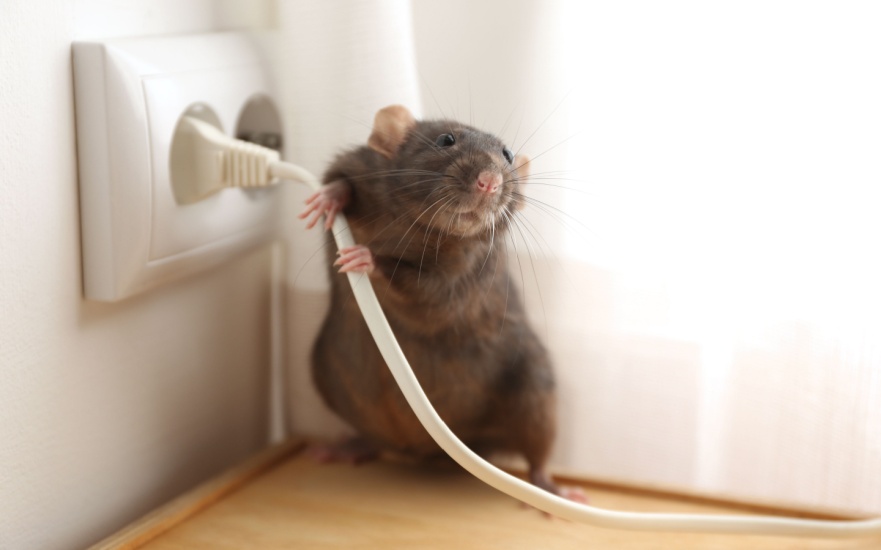 Can Rats and Mice Cause Expensive Property Damage?