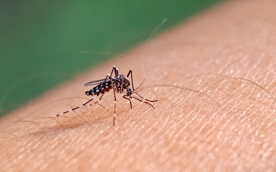 Mosquito Control Experts in Dallas, TX
