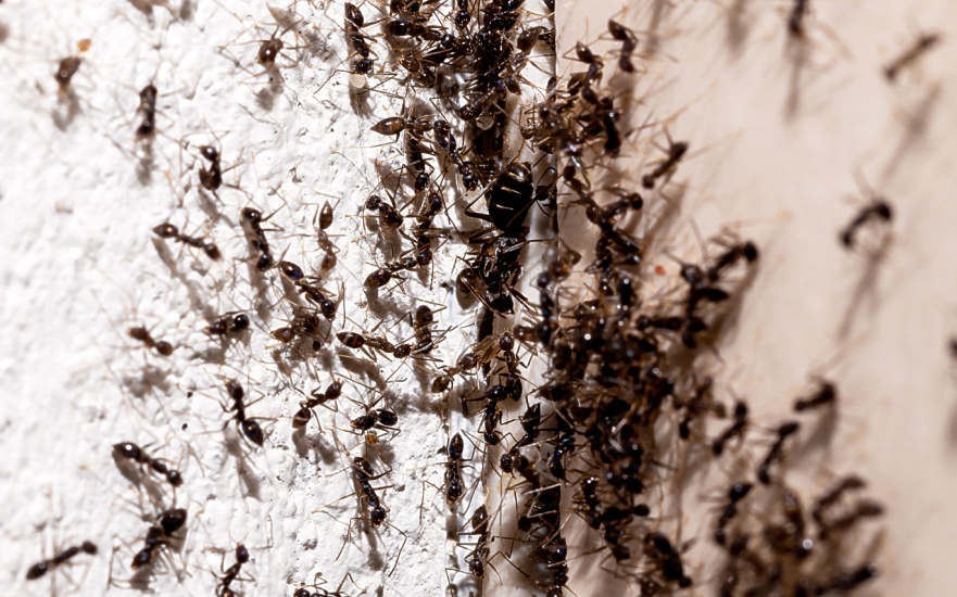 Ant Prevention Tips for Dallas Homeowners