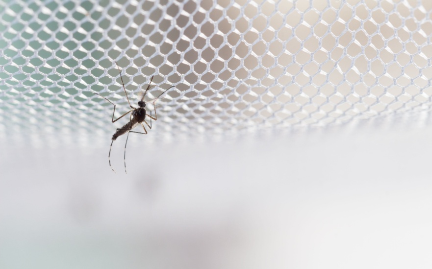 Are Mosquitoes Common in Dallas?
