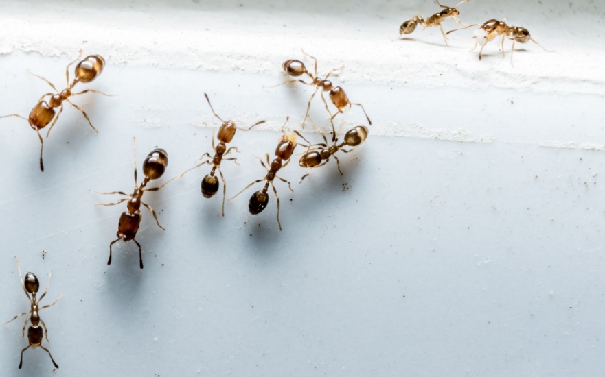 Ant Control Experts in Dallas, TX