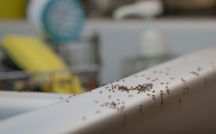 Why Do I Have Ants in My Kitchen?