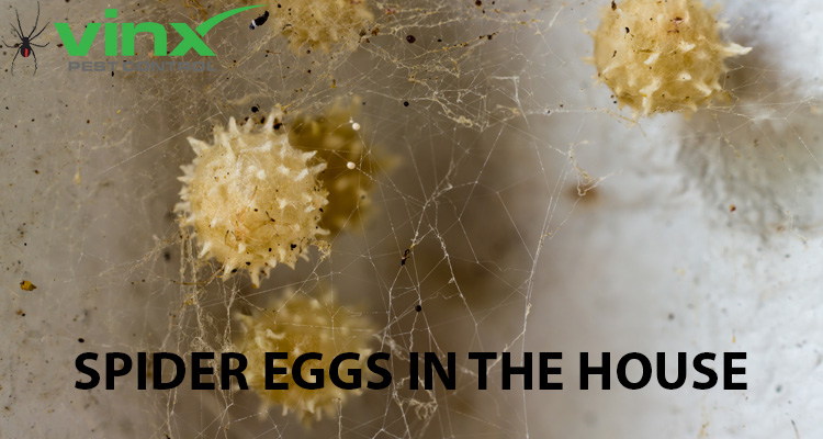 Spider Eggs in the House