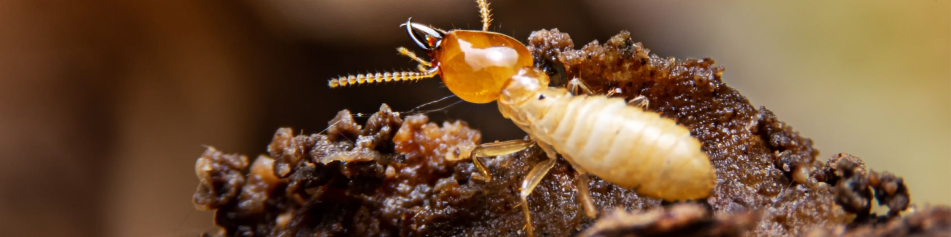 Termite Control In Virginia Beach, Virginia | Local Termite Inspection