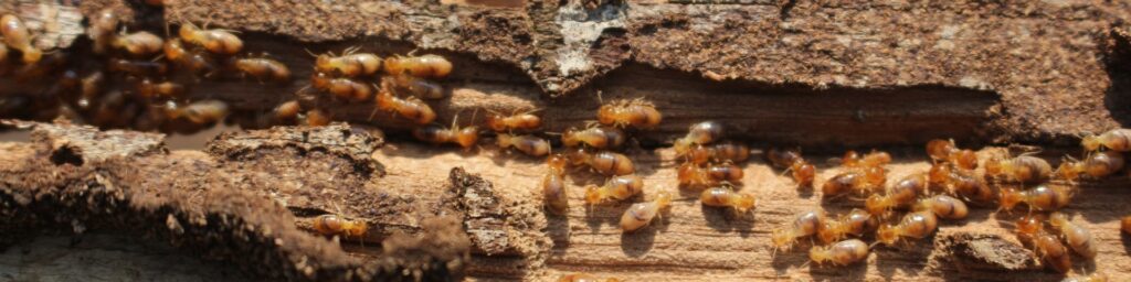 termite control
