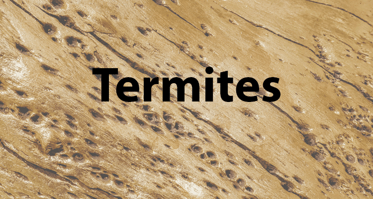 Termite Swarming Season: The Top 10 Things You Need to Know