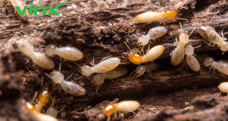 How Much Does Termite Treatment Cost? 