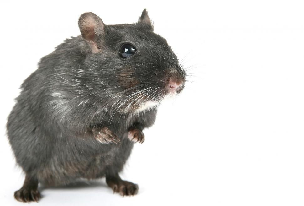 A small black rodent with a white patch on its chin and chest, standing upright on its hind legs against a white background.