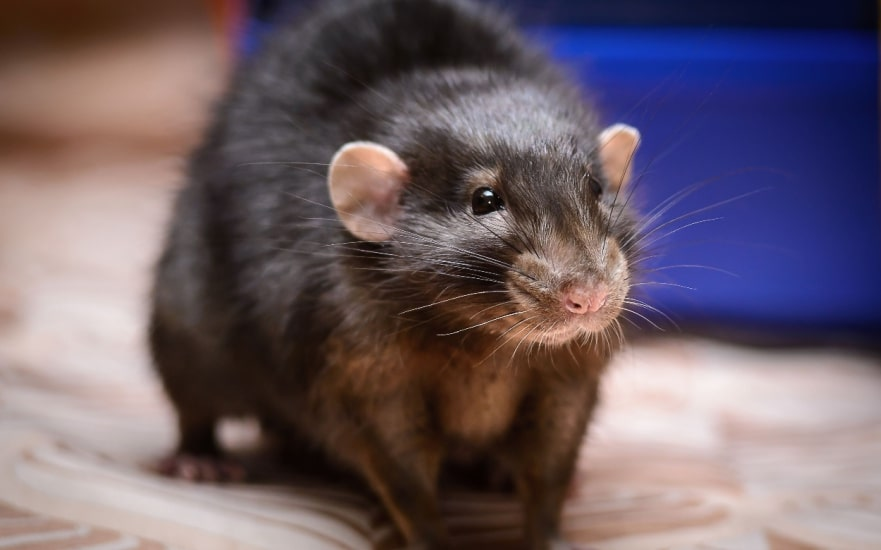 A black rat with a slightly glossy coat, light-colored ears, and whiskers standing on a patterned surface with a blue background.