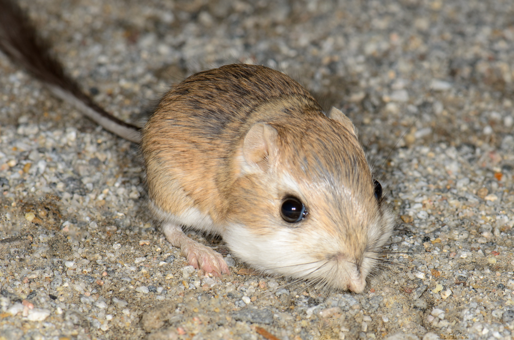 A close-up of a light brown and white gerbil on a gravelly surface, with large black eyes and a long tail extending out of frame.