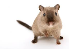 A small brown gerbil standing on its hind legs against a white background, with its front paw slightly raised and facing forward.