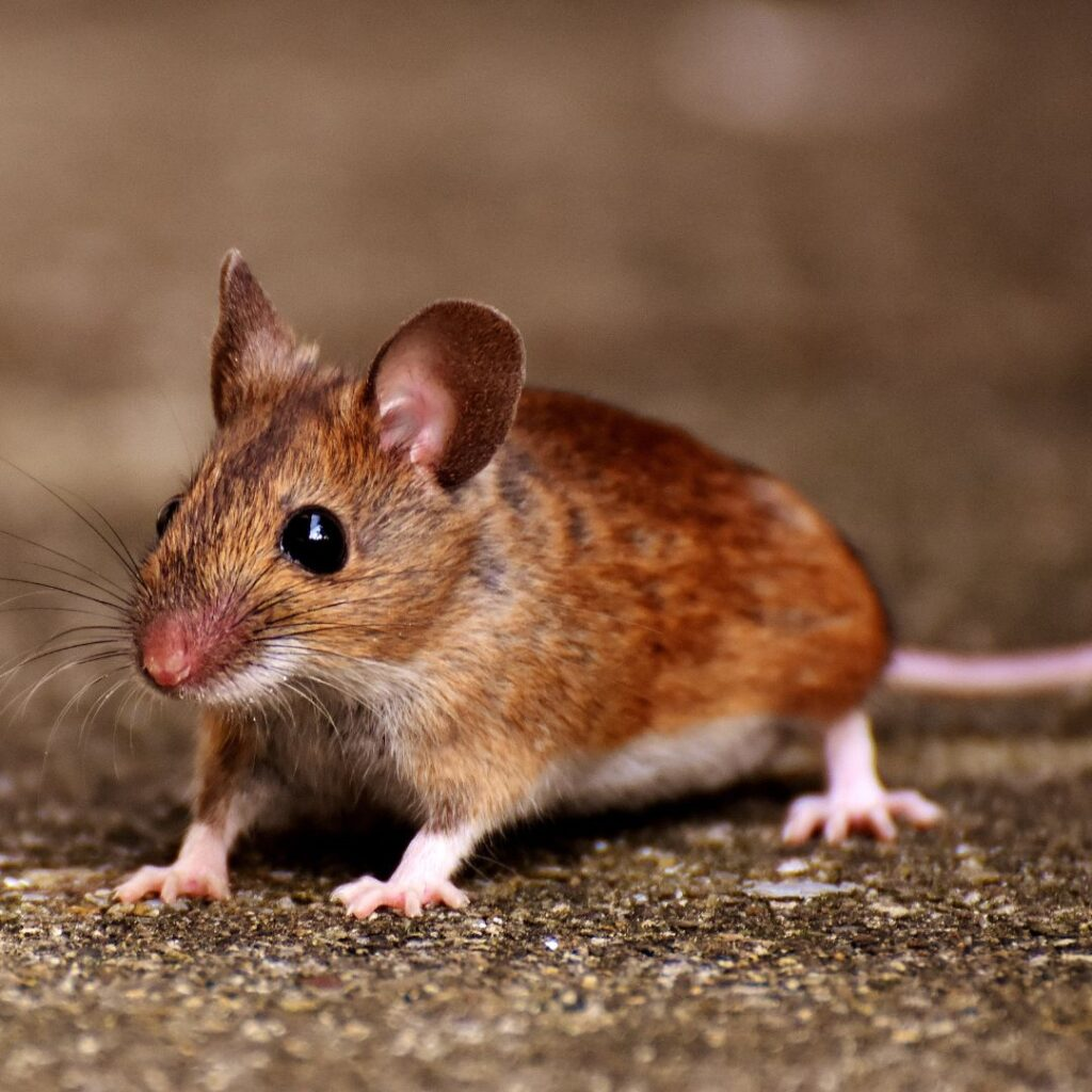 A close-up of a brown house mouse standing on a textured surface, with large black eyes, pink ears, and a long tail partially visible in the background.