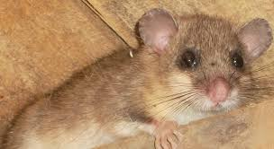 A small rodent with light brown fur, large rounded ears, and a pink nose resting on a wooden surface, looking directly at the camera.