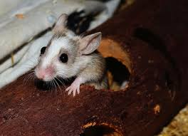 A small rodent with a white face and brown-gray fur peeking out from a hole in a wooden log inside a cozy enclosure.