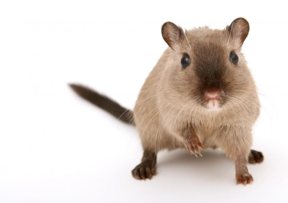 A close-up image of a brown gerbil standing on its hind legs against a white background, looking directly at the camera with one front paw raised.