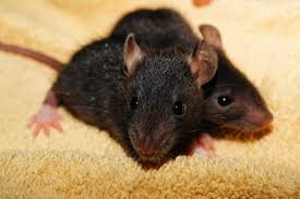 Two black rats resting closely together on a soft yellow fabric, with one rat facing forward and the other slightly behind.
