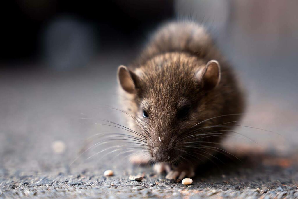 Close-up of a brown rat with a rounded body and short ears, sniffing the ground while surrounded by small food particles.