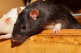 Black and white rats peeking over the edge of a wooden surface inside a shelter or enclosure.