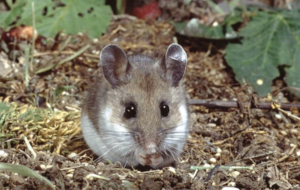 A wood mouse sitting on the ground in a garden area, surrounded by dry soil, leaves, and plants.