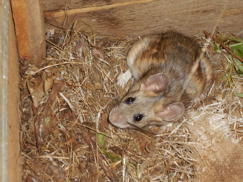 A rodent with large ears and multicolored fur sitting on a bed of dried grass and leaves in a wooden enclosure.