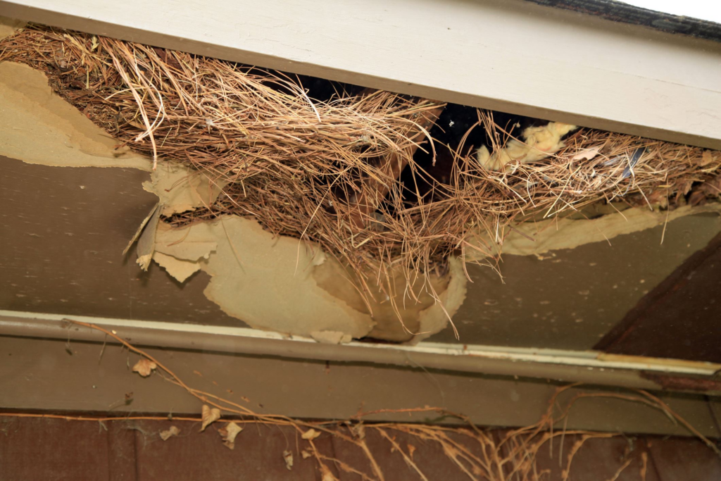 Damaged home soffit with a large hole exposing a rodent nest made of pine straw, insulation, and debris, indicating pest infestation and structural wear.