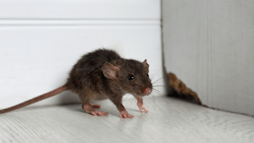 Brown rat standing on a white floor near a chewed hole in the wall, indicating rodent activity and structural damage indoors.