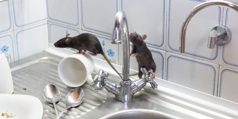 Two rats exploring a kitchen sink area with dirty dishes, including spoons and a tipped-over mug, indicating a hygiene concern and possible rodent infestation.