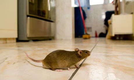 A brown rat walking across a tiled kitchen floor with a broom visible in the background, indicating a possible rodent infestation indoors.