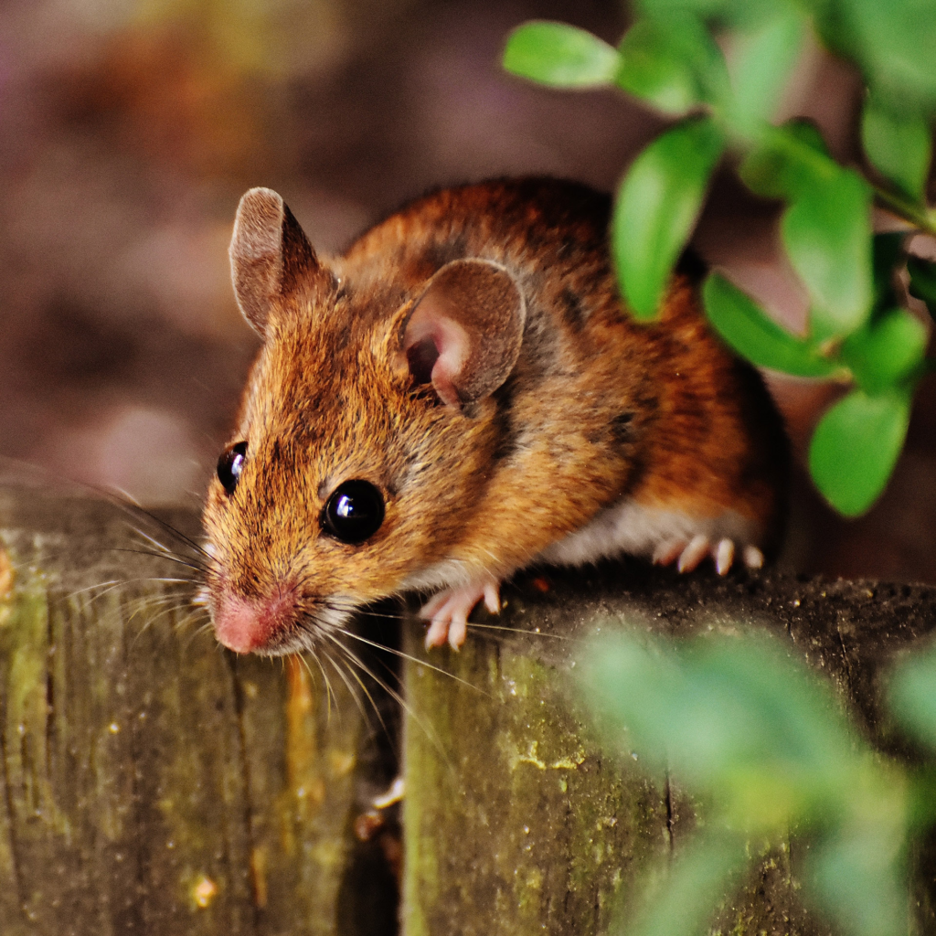 A small, brown mouse with large black eyes and soft fur perched on the edge of a wooden fence. Green leaves are visible in the background, and the setting appears outdoors with a softly blurred backdrop.