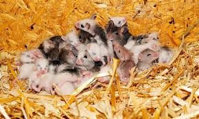 A group of small, young mice with white and gray fur huddled together on a bed of straw or wood shavings, creating a cozy nest-like environment.
