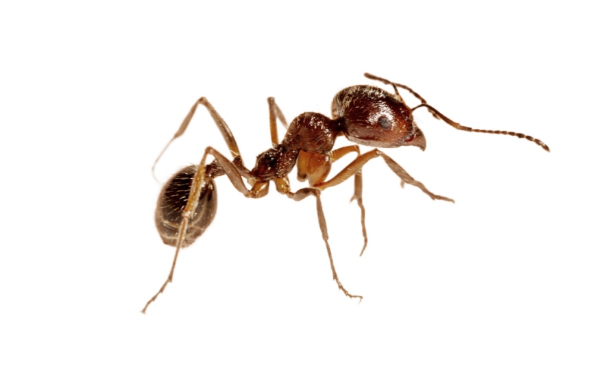Best Ant Exterminators in Dallas, TX