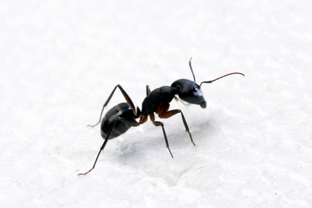 Close-up of a single black carpenter ant walking on a white textured surface.
