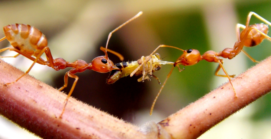 Two reddish-orange ants facing each other while pulling apart a small insect on a branch, displaying cooperative foraging behavior.