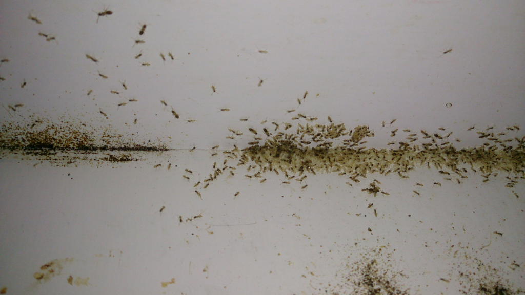 A large infestation of tiny light-colored ants swarming across a dirty corner of a white wall, with visible debris and grime.