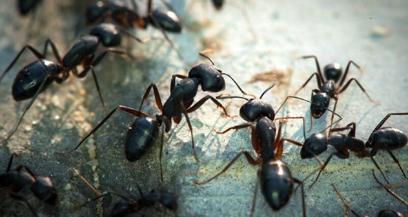 Group of black carpenter ants gathering and crawling on a rough, concrete-like surface in natural lighting.