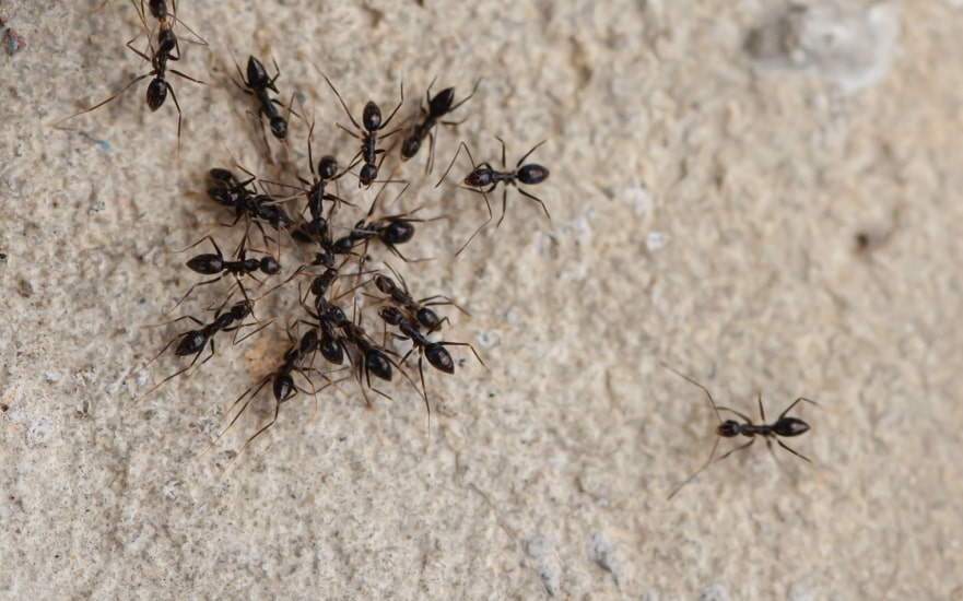 A cluster of small black ants gathered on a rough beige concrete surface, with a few ants moving away from the group.