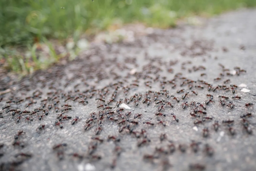 A large swarm of black and red ants moving across a concrete surface near a grassy area.